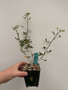 Commiphora humbertii 3.5" Pot E
