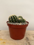 Echinocactus grusonii v. brevispinus 8" Pot - Cluster!
