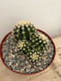 Echinocactus grusonii v. brevispinus 8" Pot - Cluster!