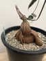 Petopentia natalensis 3 Gallon Pot