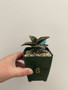 Aloe 'Hellskoof Bells' 3.5" Pot B