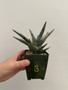Aloe meyeri 3.5" Pot B