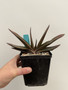 Gasteria batesiana variegata 5" Pot