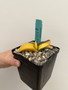 Gasteria armstrongii variegata 5" Pot