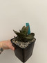 Gasteria nitida hybrid x excelsa 5" Pot