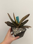 Gasteria NCS Hyrbid variegata 5" Pot
