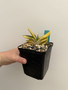 Gasteria armstrongii hybrid  5" Pot