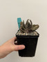 Gasteria "Japanese Monstrose" 5" Pot