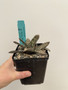 Gasteria batesiana #1 5" Pot