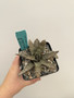 Gasteria batesiana #1 5" Pot