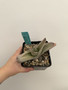 Gasteria 'Blue Ox' Hybrid  5" Pot