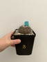 Copiapoa cinerea 5" Pot B - Well-Rooted de-graft