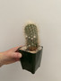 Copiapoa krainziana 5" Pot - Seedgrown!