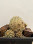 Copiapoa haseltoniana KK69