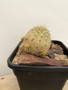 Copiapoa haseltoniana KK69
