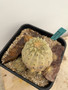 Copiapoa haseltoniana KK69