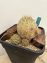 Copiapoa haseltoniana KK69