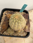 Copiapoa haseltoniana KK69