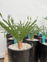 DAILY DEAL - Booohane disticha 1 gallon pots
