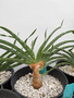 DAILY DEAL - Booohane disticha 1 gallon pots