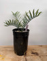 Encephalartos horridus 1 Gallon Pot A