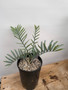 Encephalartos horridus 1 Gallon Pot A