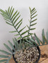 Encephalartos horridus 1 Gallon Pot A