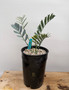 Encephalartos horridus 1 Gallon Pot B