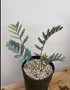Encephalartos horridus 1 Gallon Pot B