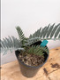 Encephalartos horridus 1 Gallon Pot C