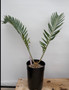 Encephalartos munchii "Blue" 1 Gallon Pot