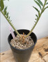 Encephalartos munchii "Blue" 1 Gallon Pot