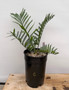Encephalartos trispinosus 1 Gallon Pot B