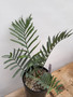 Encephalartos trispinosus 1 Gallon Pot B