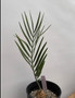 Encephalartos middelbergensis 1 Gallon Pot