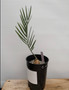 Encephalartos middelbergensis 1 Gallon Pot