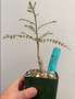 Boswellia neglecta 3.5" Pot