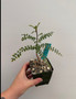 Boswellia neglecta 3.5" Pot