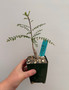 Boswellia neglecta 3.5" Pot