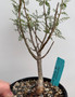 Bursera microphylla 5" Pot - 15+ Year Old Plant!!