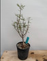 Bursera microphylla 5" Pot - 15+ Year Old Plant!!