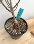 Bursera microphylla 5" Pot - 15+ Year Old Plant!!