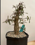 Operculicarya decaryi 6" Pot A
