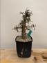Operculicarya decaryi 6" Pot A
