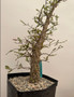 Operculicarya decaryi 6" Pot B