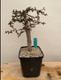 Operculicarya decaryi 6" Pot C
