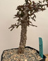 Operculicarya decaryi 6" Pot C