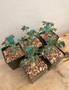 Jatropha cathartica 3.5" Pots