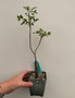 Bursera fagaroides 3.5" Pot A