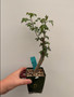 Bursera fagaroides 3.5" Pot D